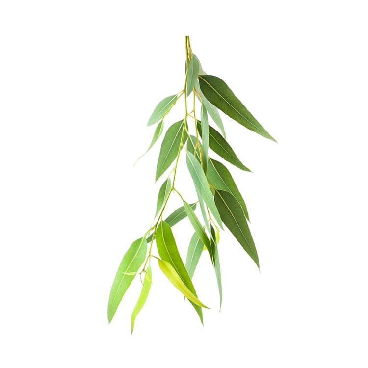 Esencijalno Ulje Eukaliptus 10ml